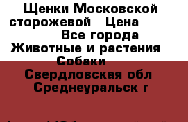 Щенки Московской сторожевой › Цена ­ 35 000 - Все города Животные и растения » Собаки   . Свердловская обл.,Среднеуральск г.